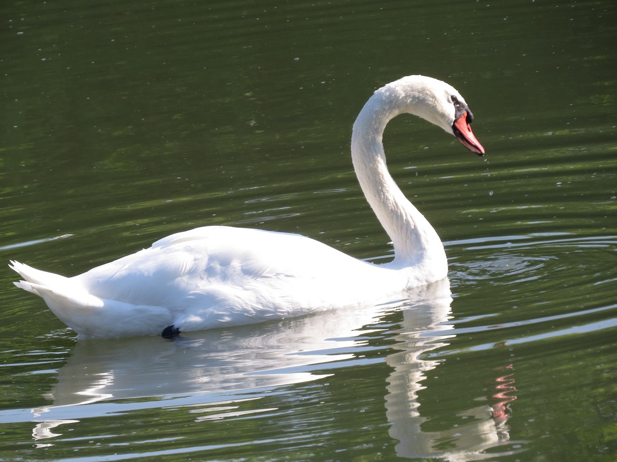 Mute Swan - tom cosburn