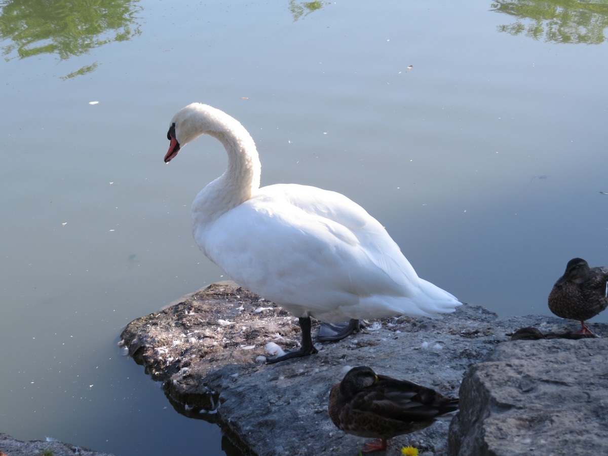 Mute Swan - ML347015561