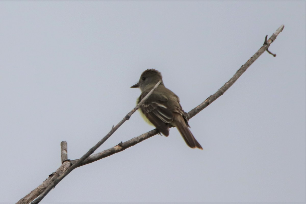 Great Crested Flycatcher - ML347015871