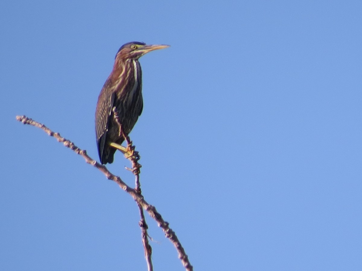 Green Heron - tom cosburn