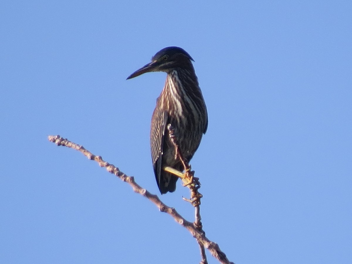 Green Heron - ML347015951