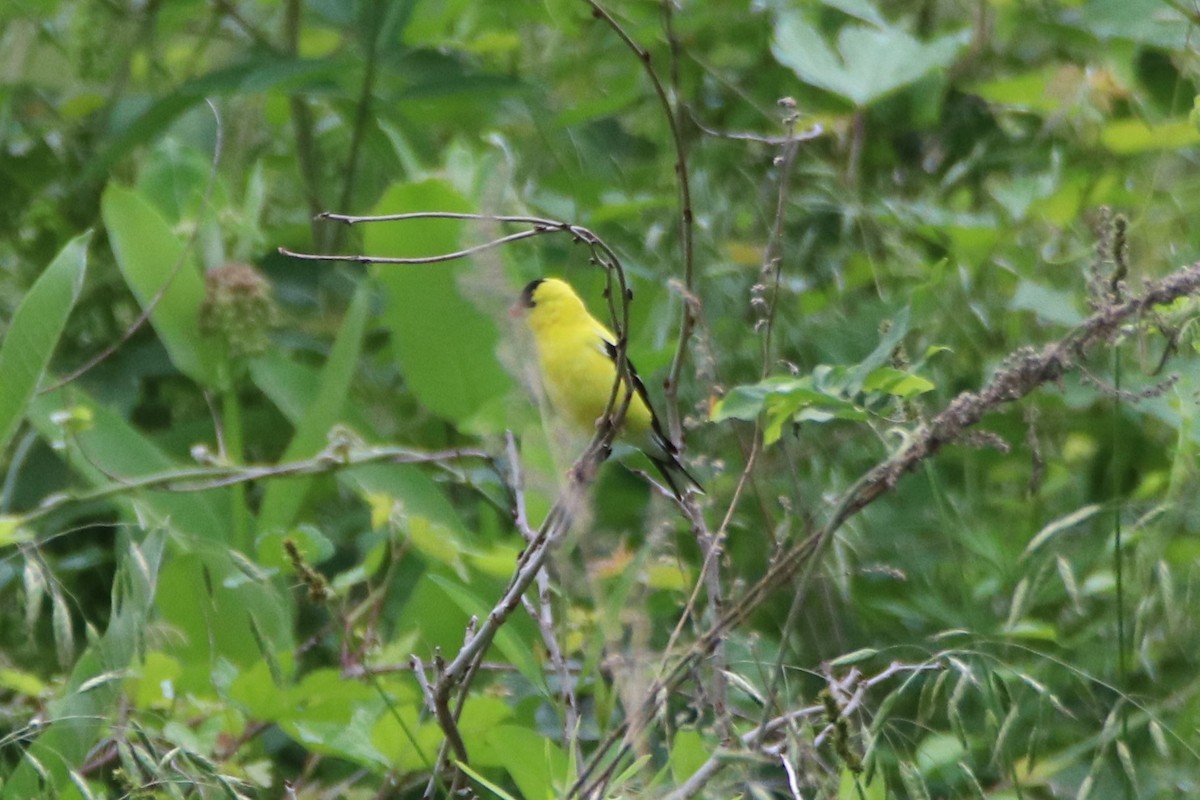 American Goldfinch - ML347015971