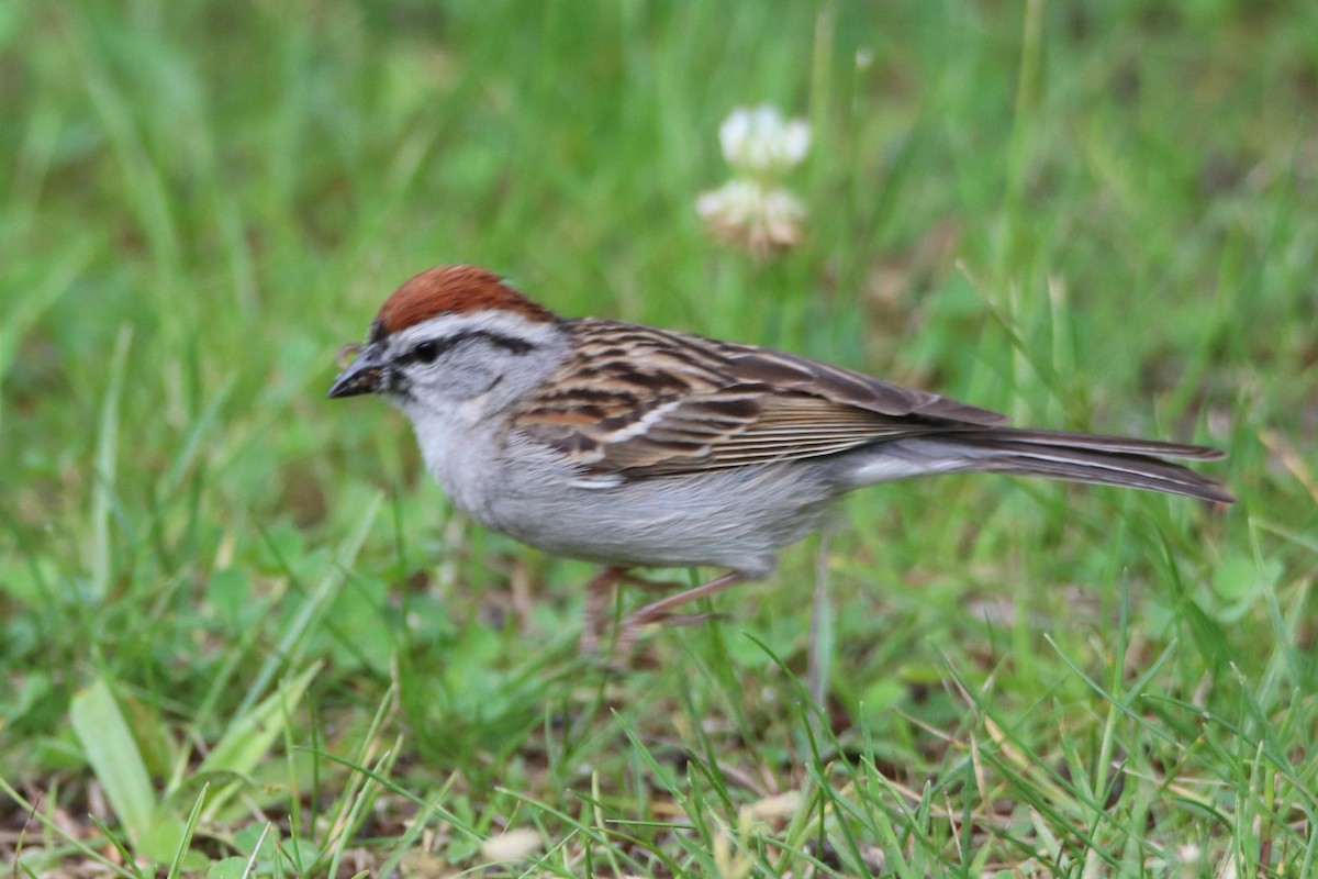 Chipping Sparrow - ML347016011