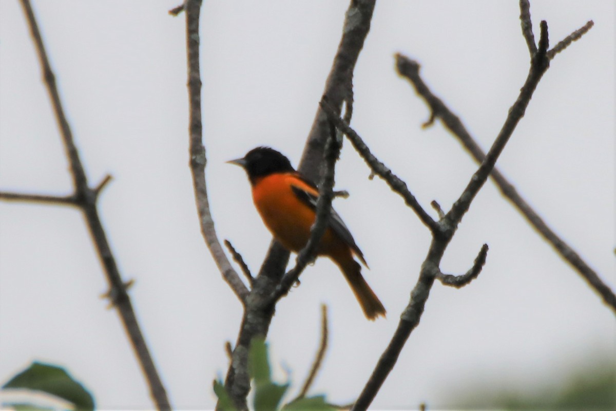 Baltimore Oriole - ML347016051