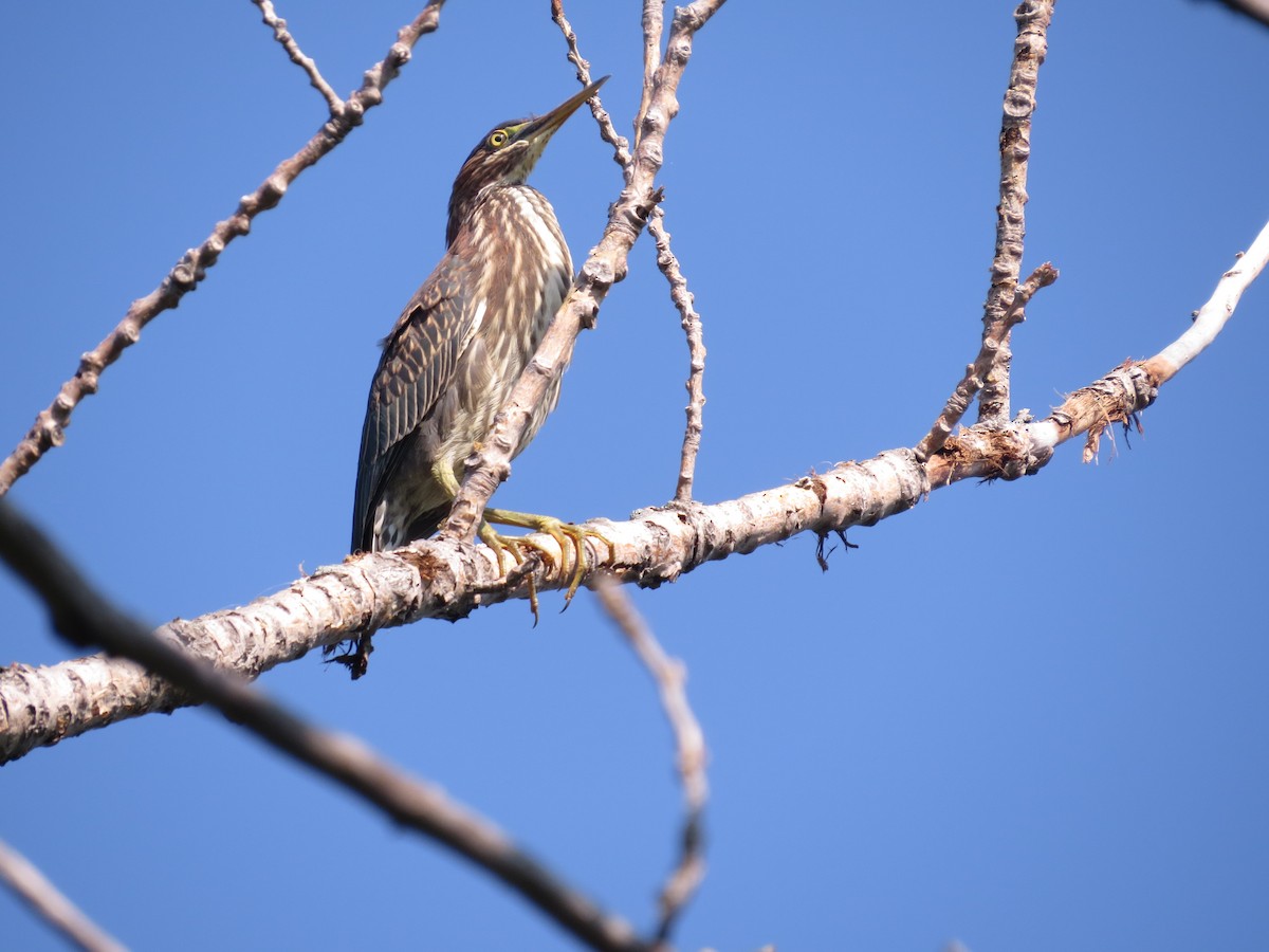 Green Heron - tom cosburn