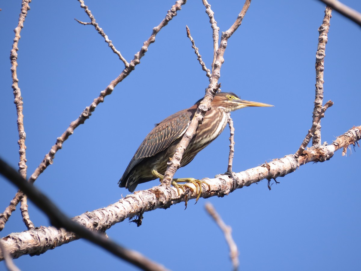 Green Heron - ML347016171