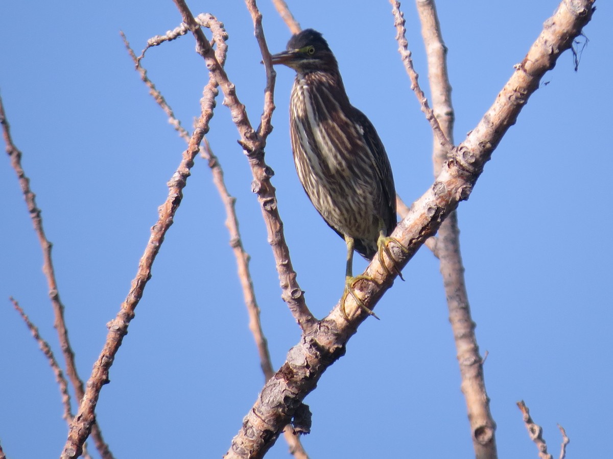 Green Heron - tom cosburn