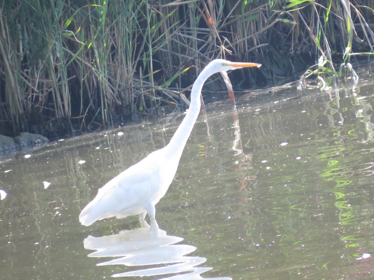 Great Egret - ML347017271