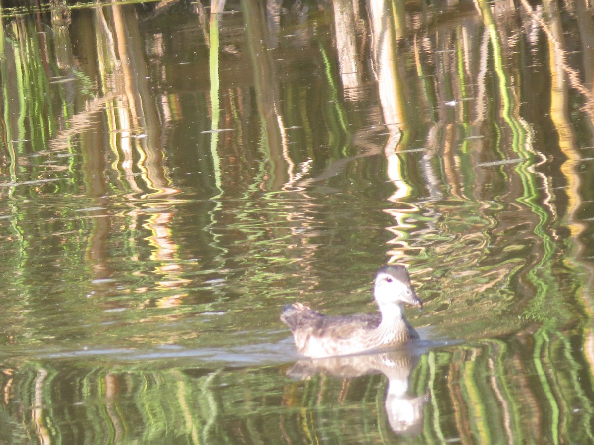 Wood Duck - ML347017521