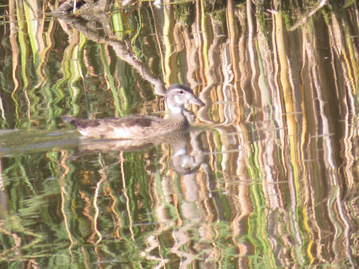 Wood Duck - ML347017671