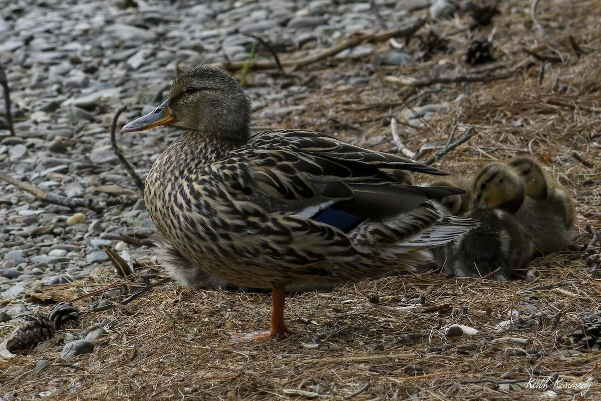 Canard colvert - ML347019311