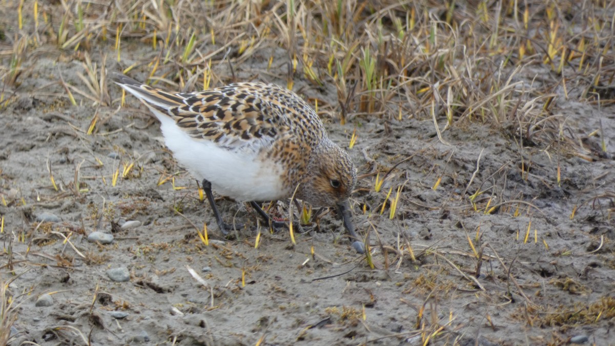 Sanderling - ML347019391