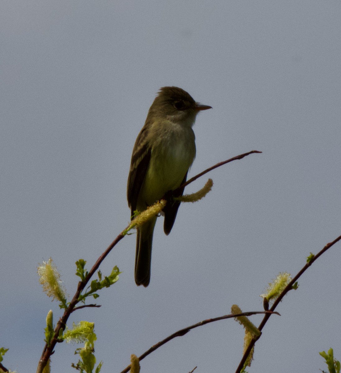 Willow Flycatcher - ML347020091