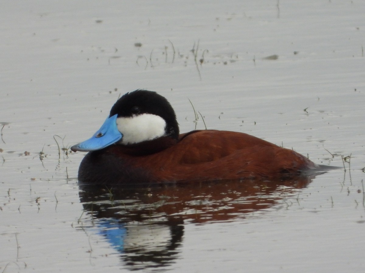 Ruddy Duck - Mark Nolen