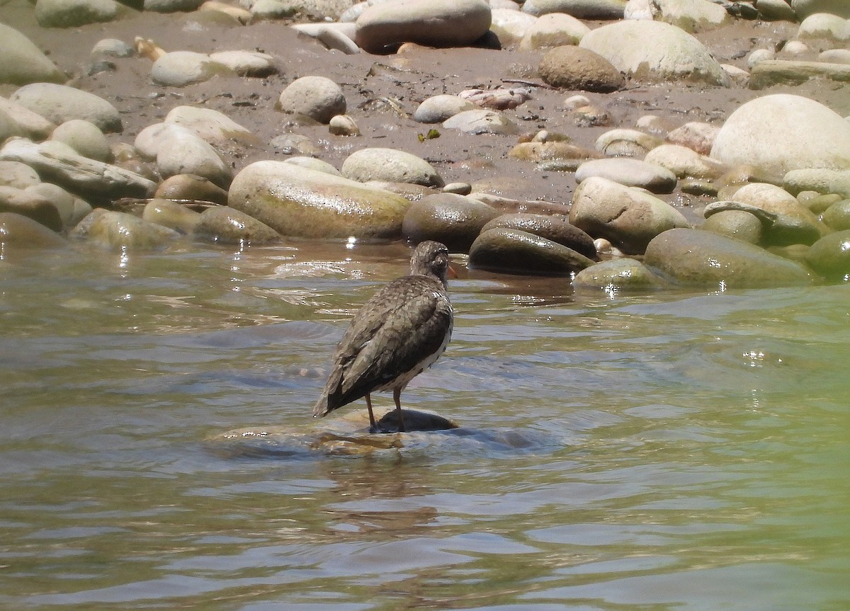 Spotted Sandpiper - ML347021921