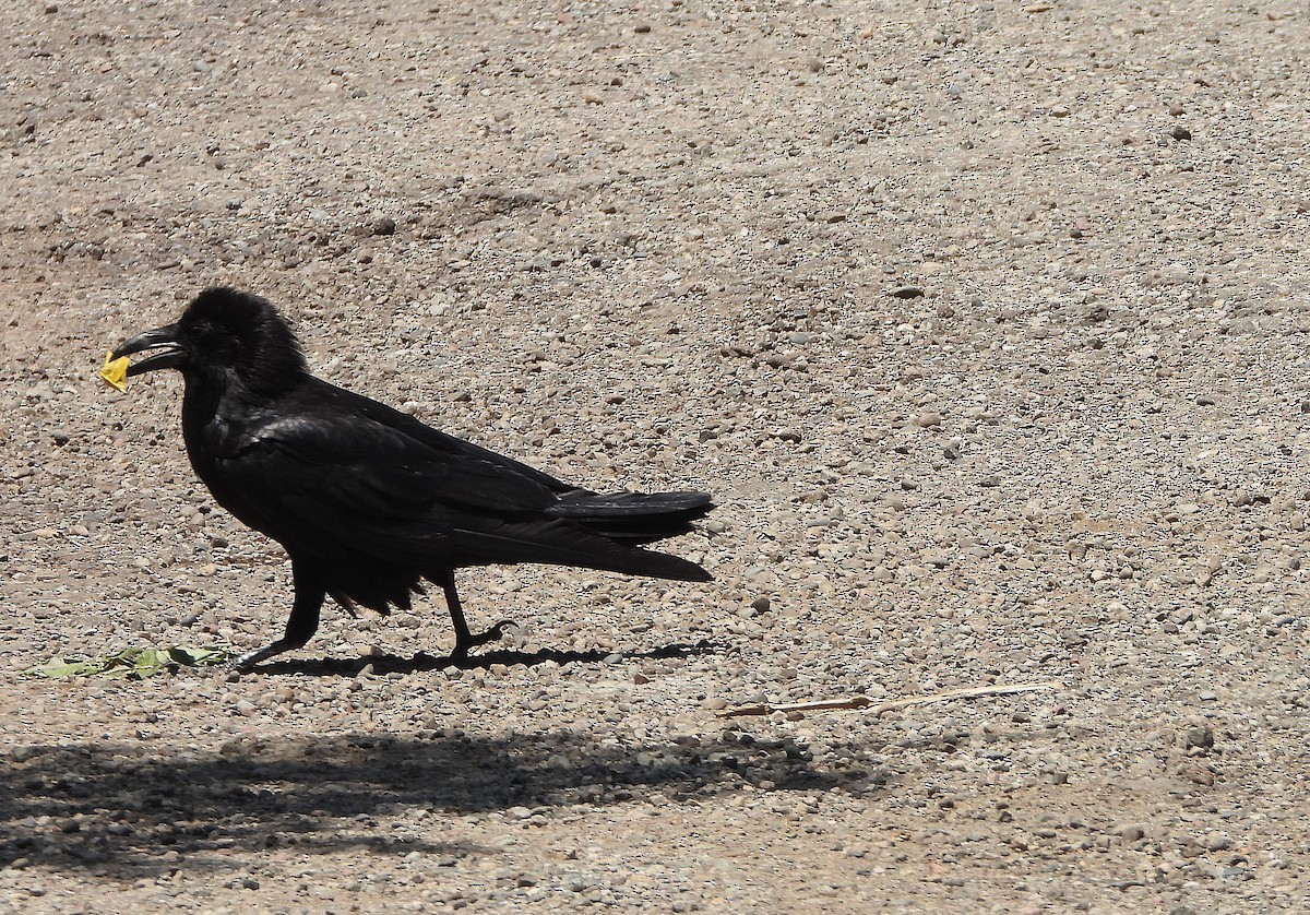 American Crow - ML347022001