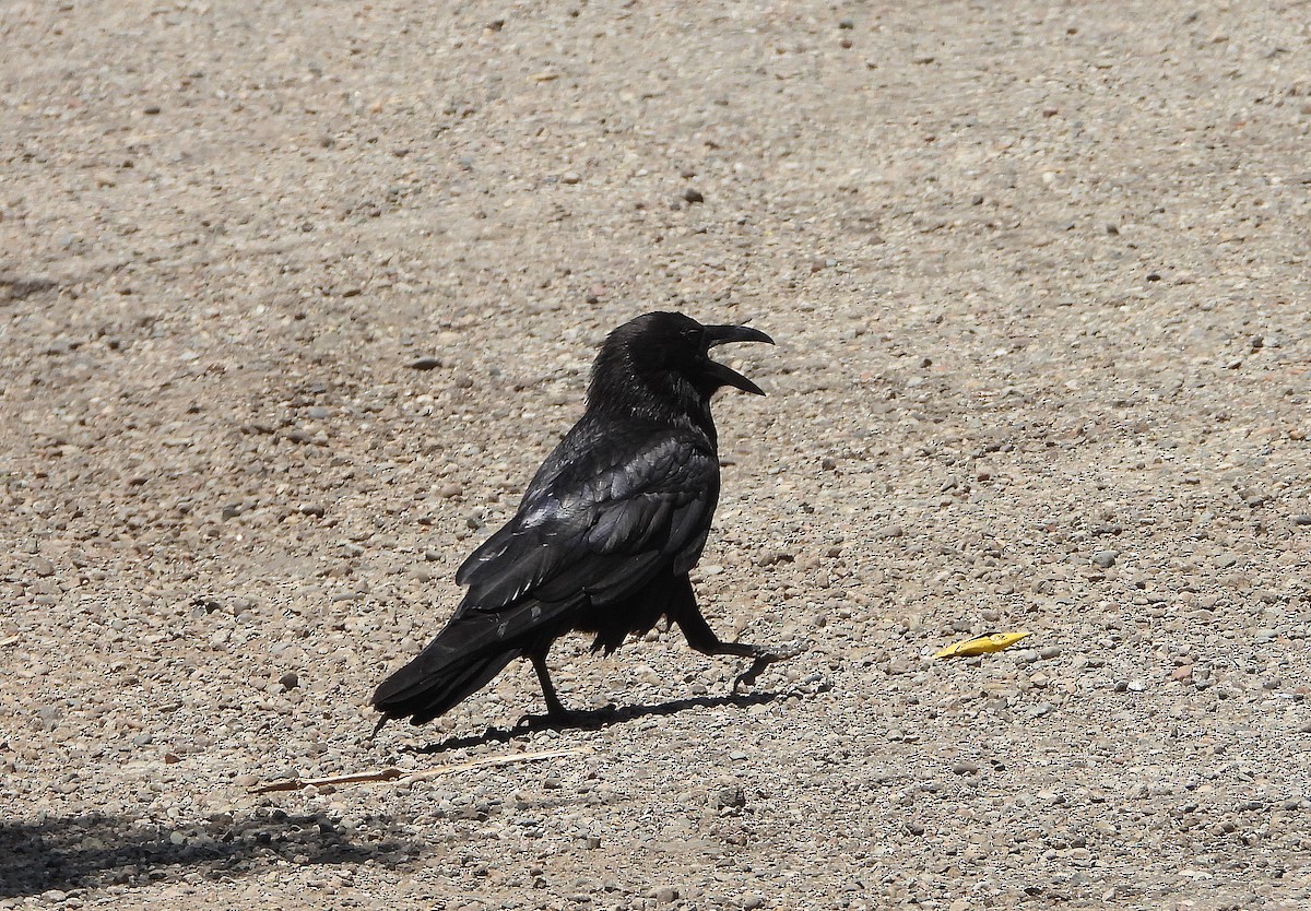 American Crow - Glenn Pearson