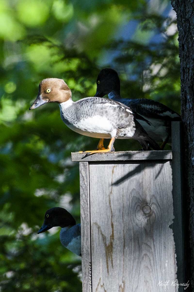 Common Goldeneye - ML347023641