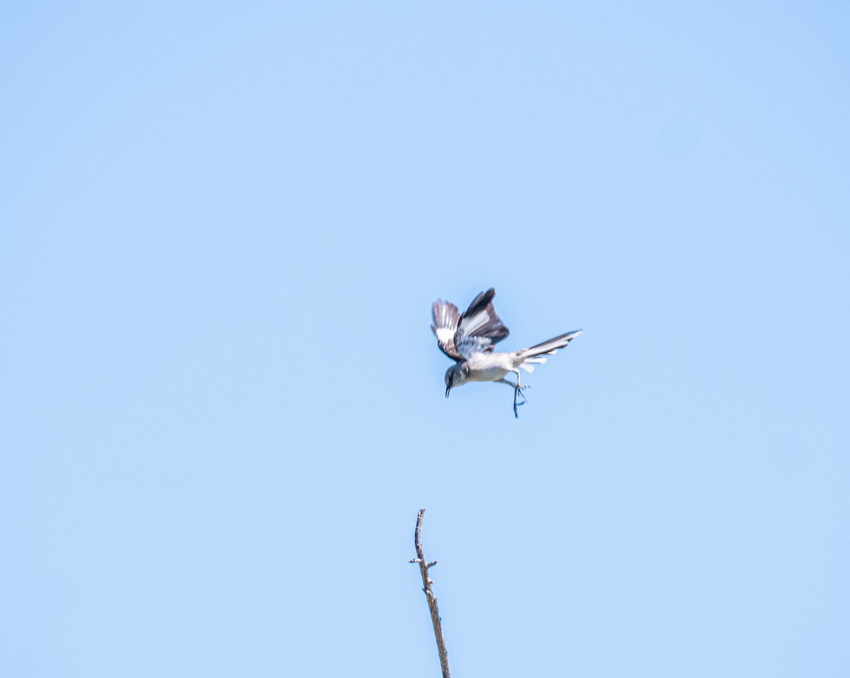 Northern Mockingbird - ML347023951