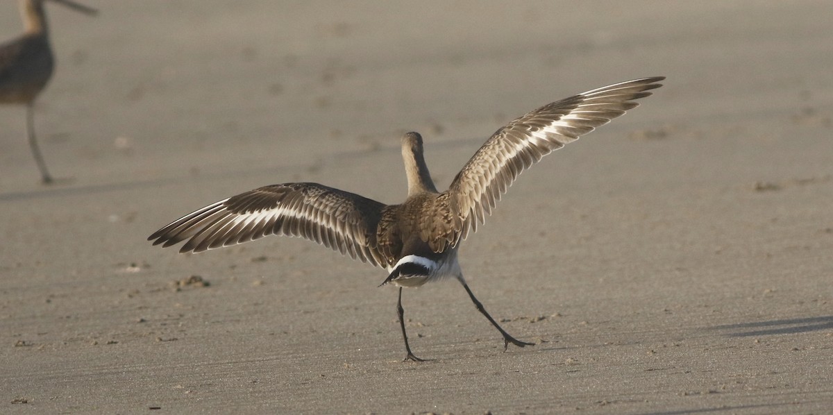 Hudsonian Godwit - ML347024031