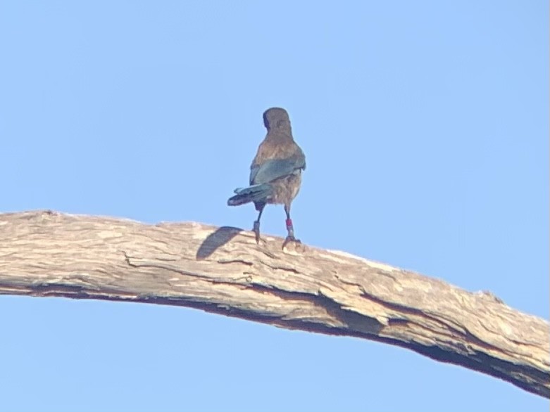Florida Scrub-Jay - ML347024381