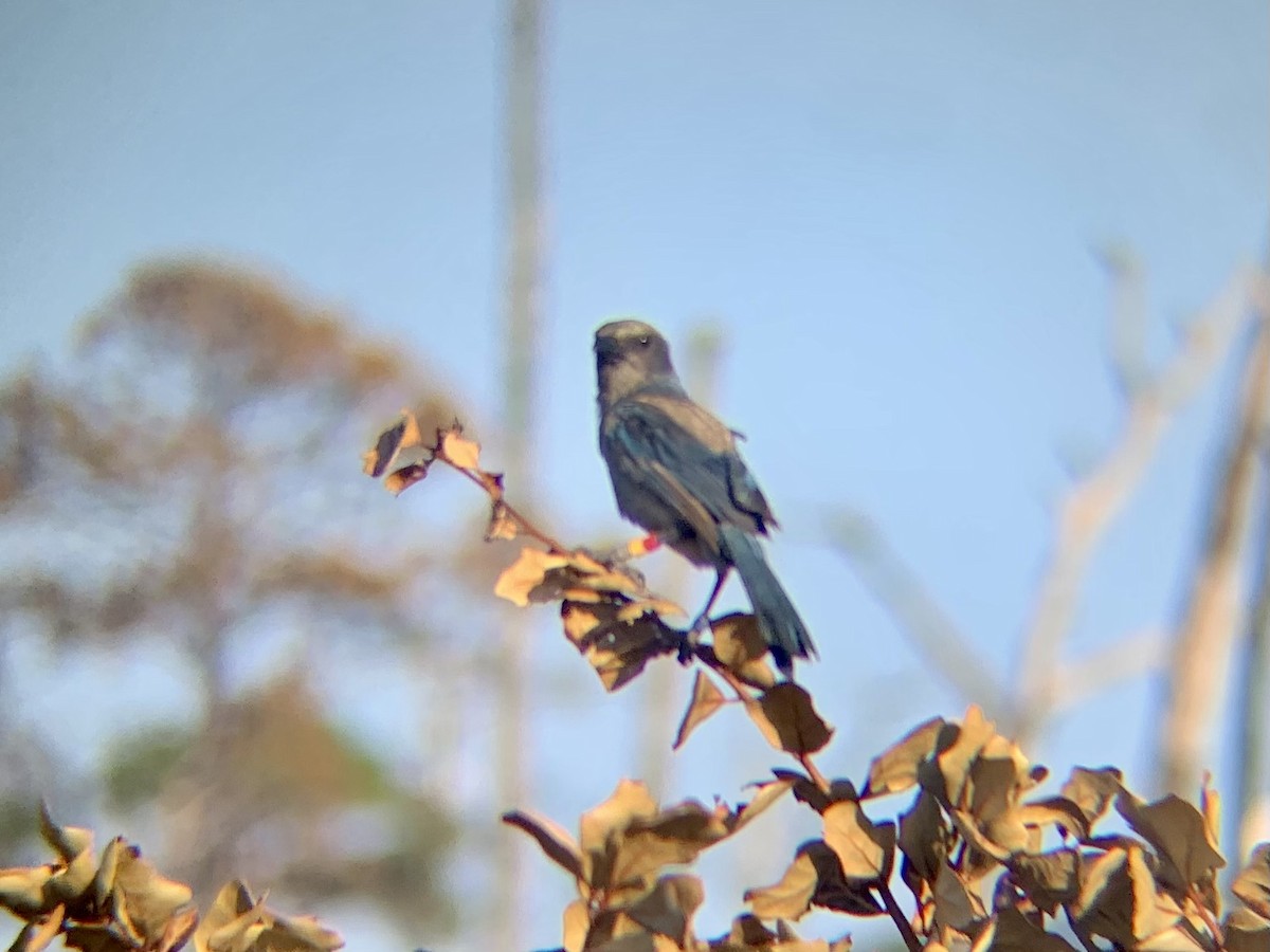 Florida Scrub-Jay - ML347024391