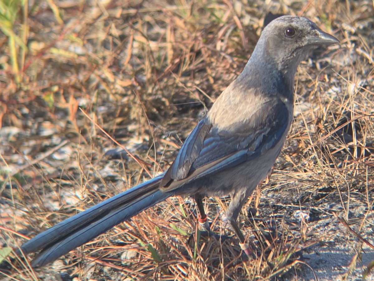 Florida Scrub-Jay - ML347024421