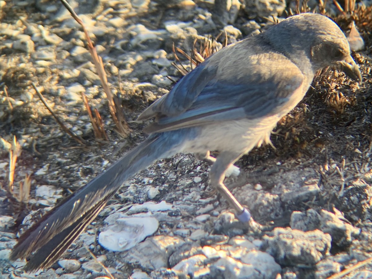 Florida Scrub-Jay - ML347024431
