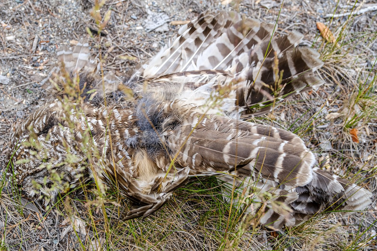 Barred Owl - ML347024701