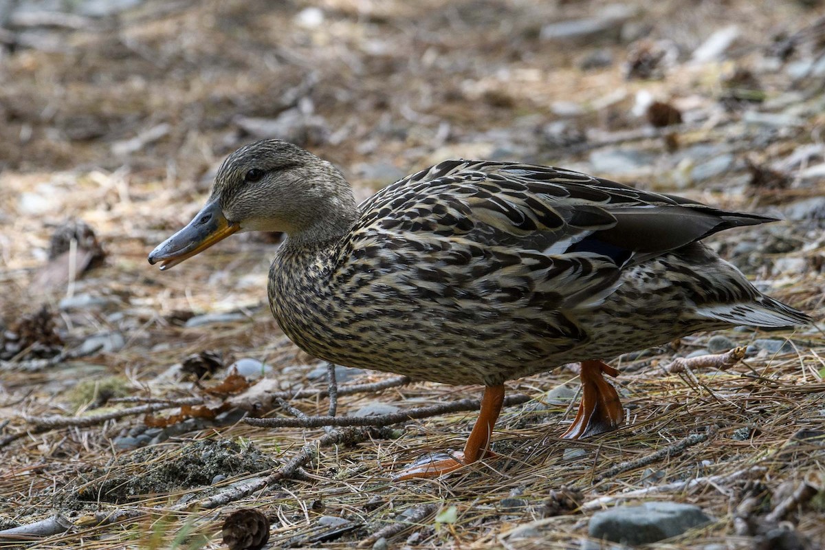 Canard colvert - ML347025871