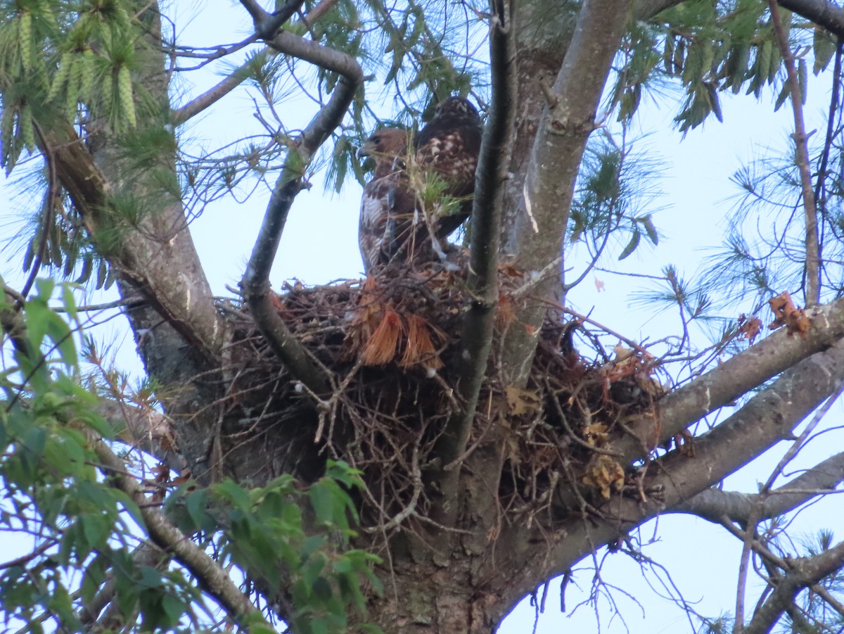 Red-tailed Hawk - ML347026101