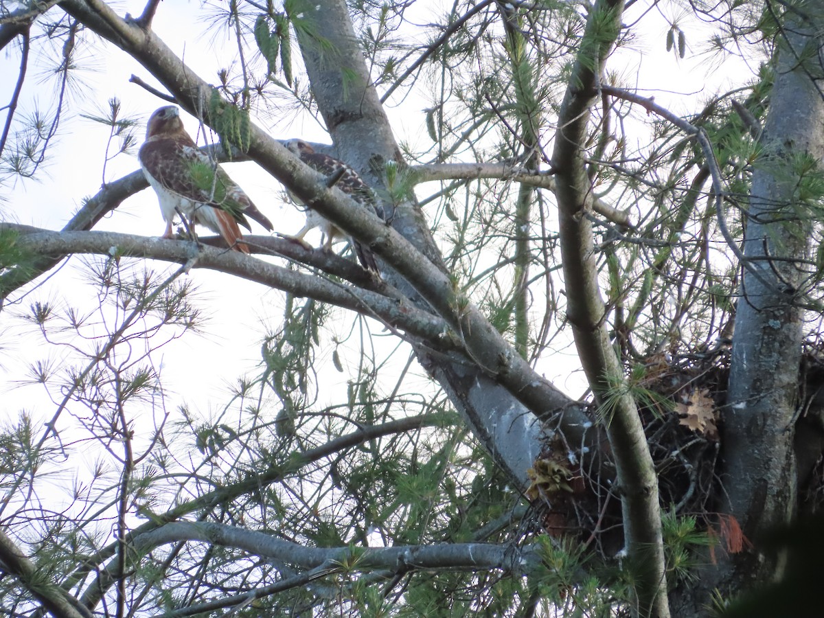 Red-tailed Hawk - ML347026111