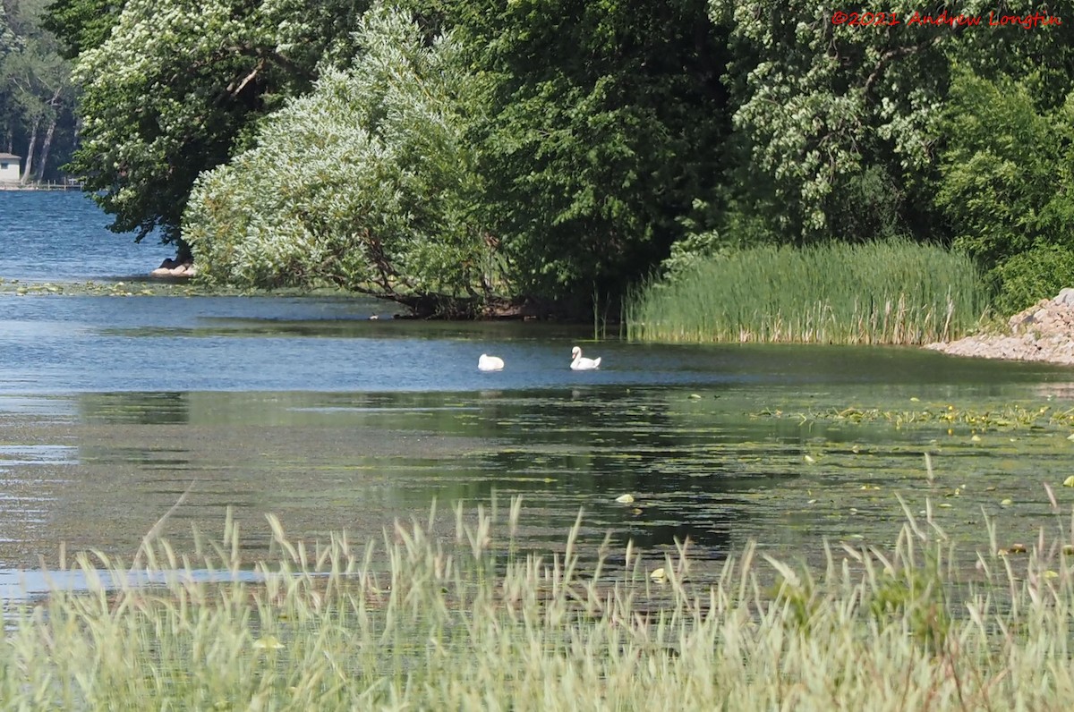 Höckerschwan - ML347026261
