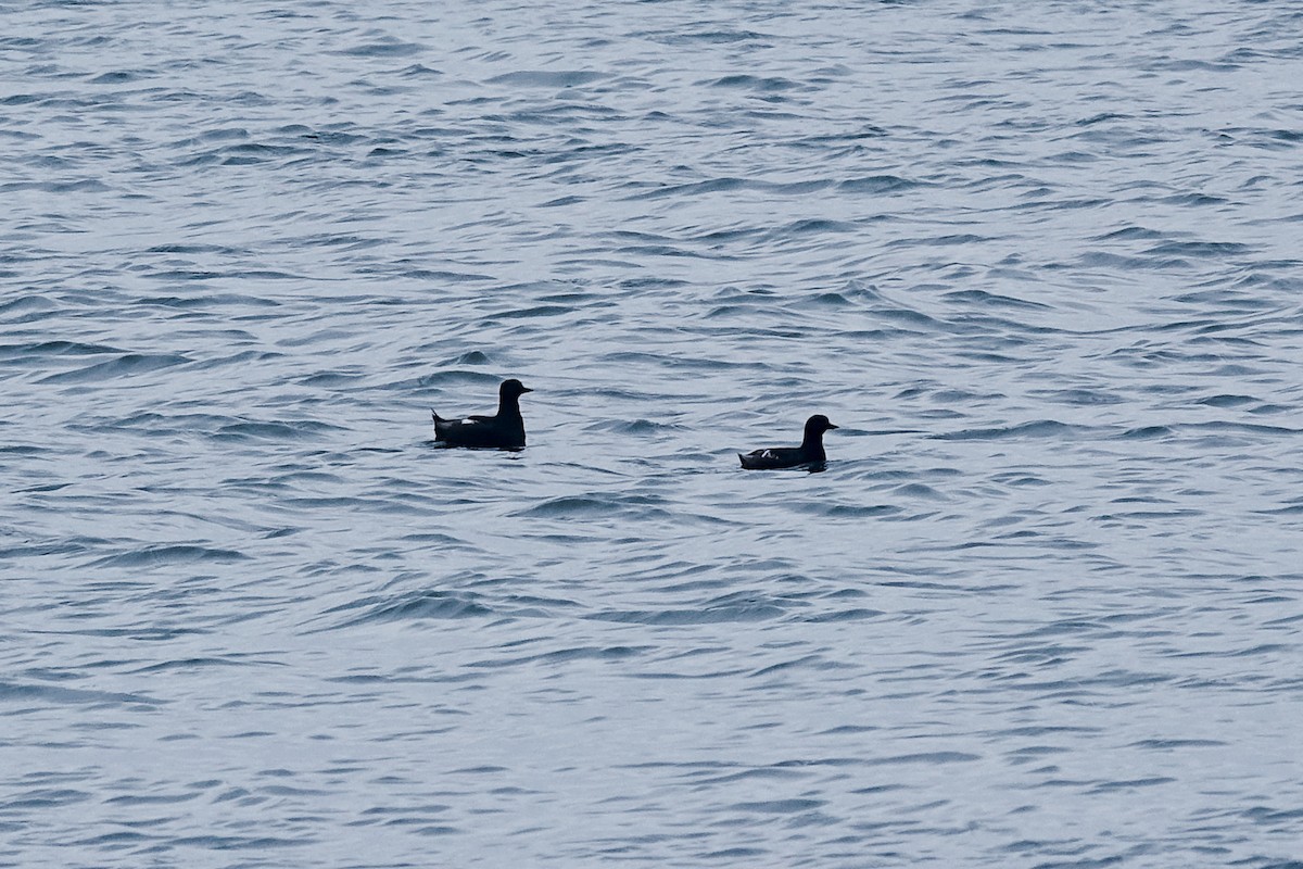 Black Guillemot - ML347026391