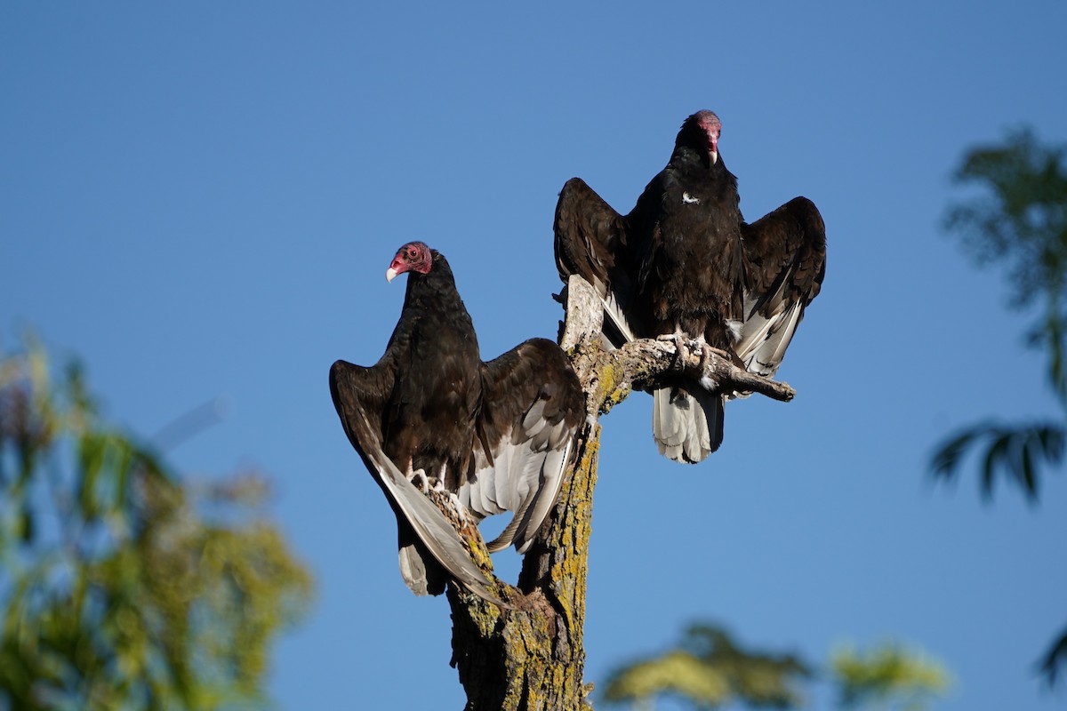 Turkey Vulture - ML347026571
