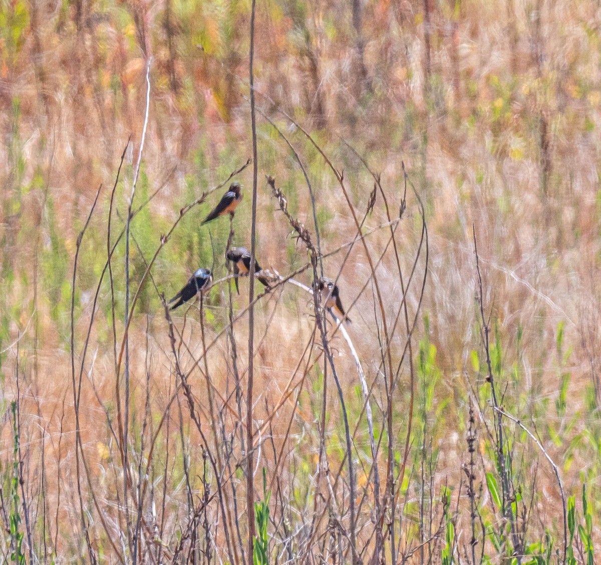 Golondrina Común - ML347027531