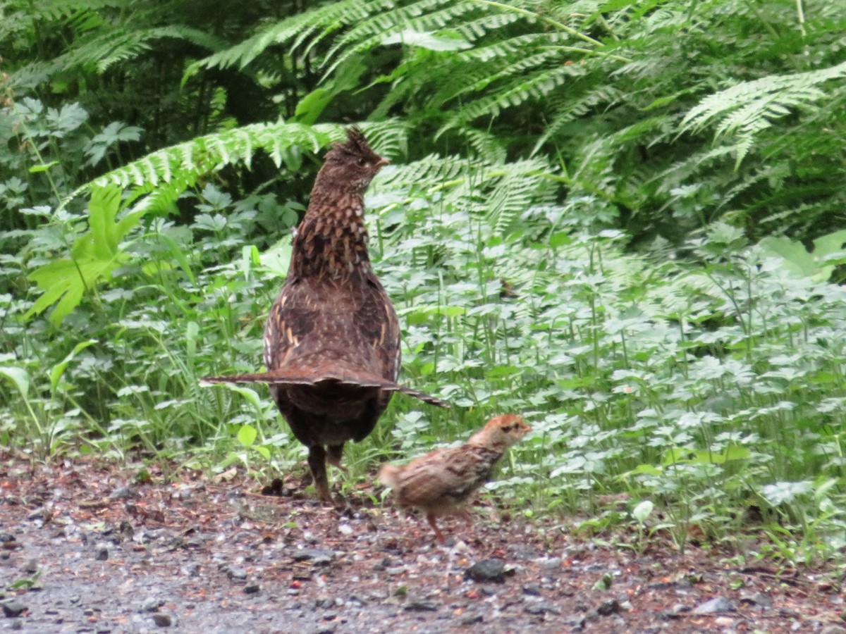 Ruffed Grouse - ML347028131