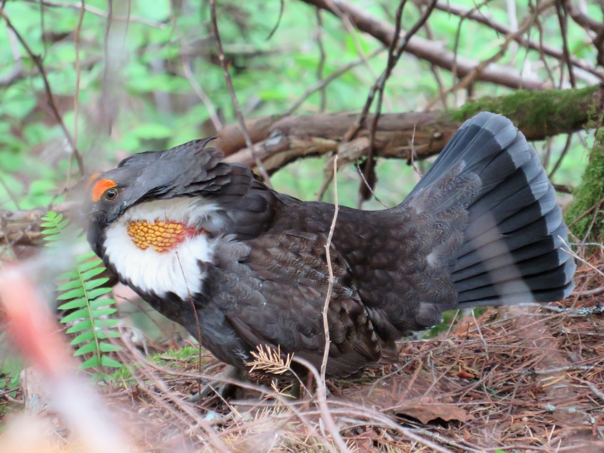 Sooty Grouse - ML347028361