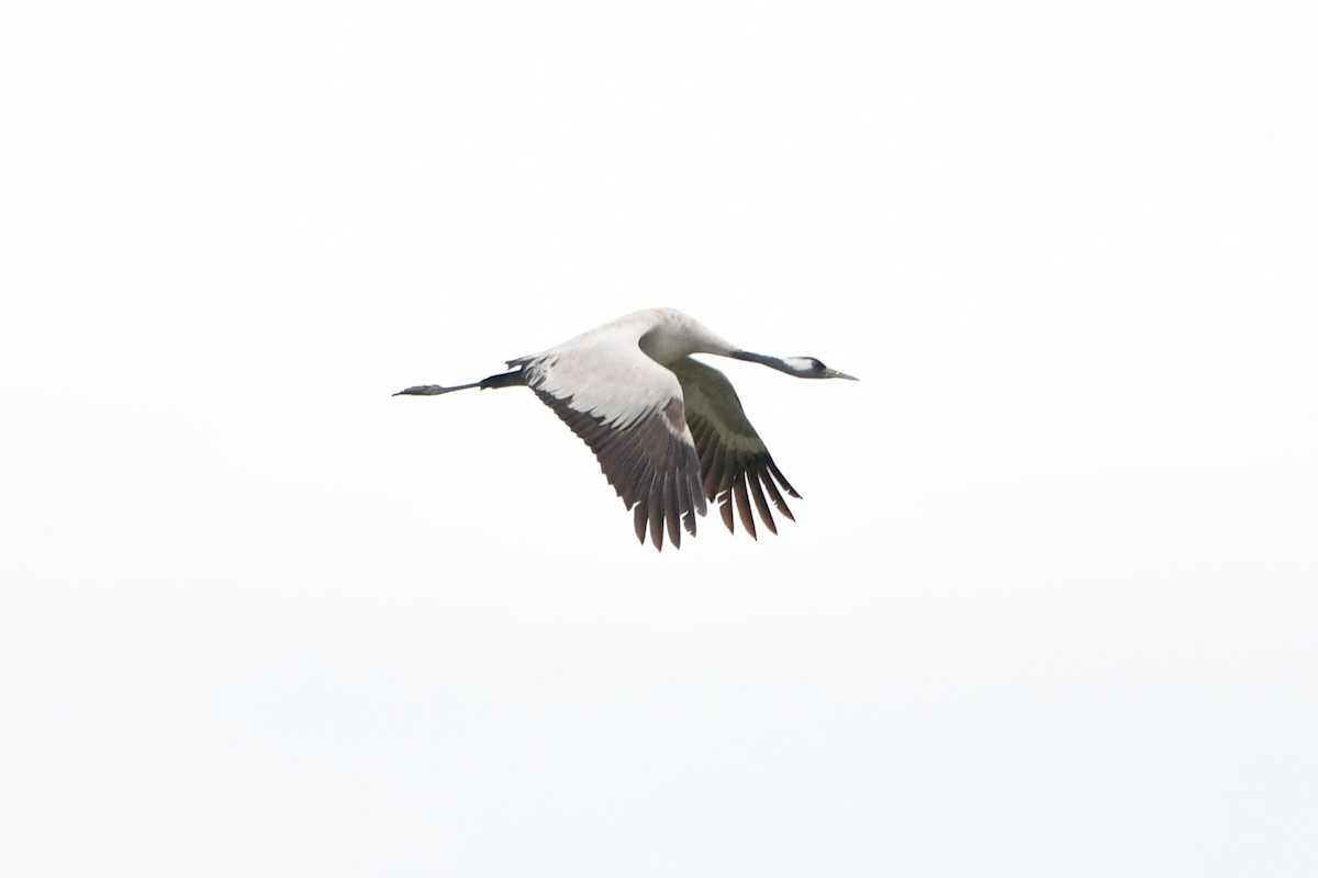 Common Crane - ML347028631