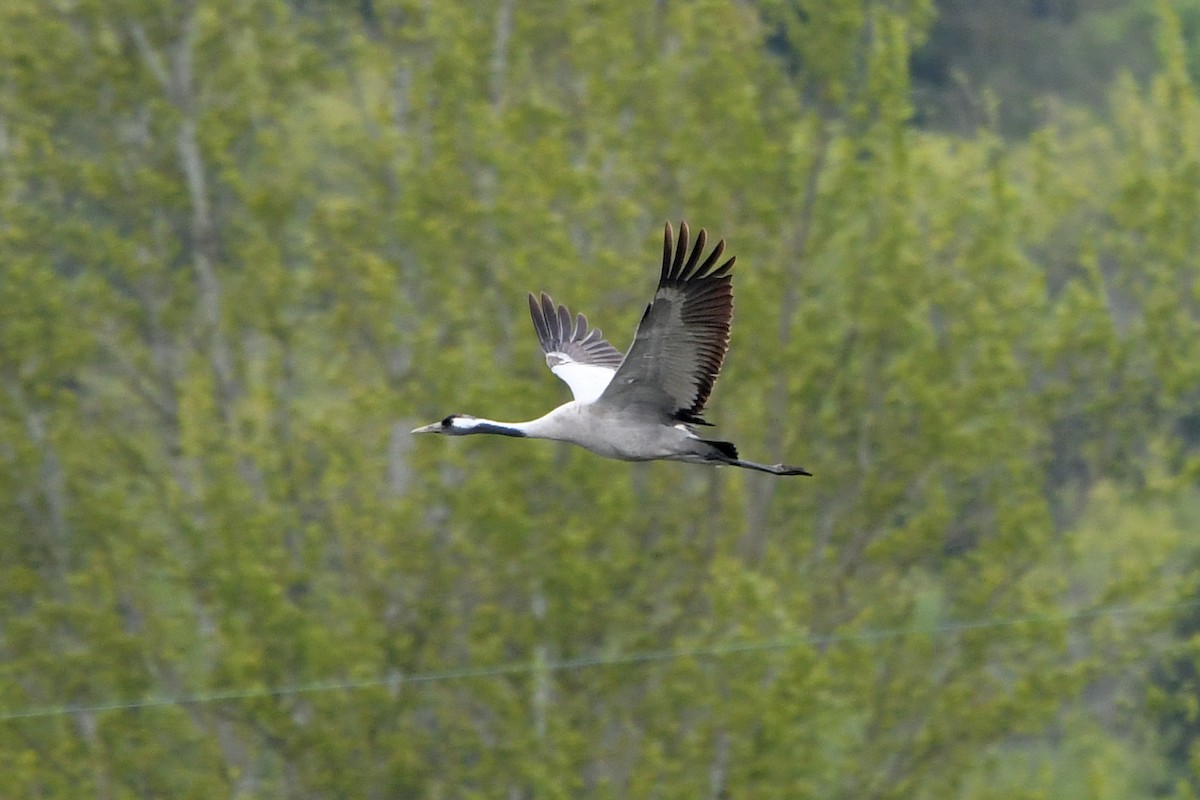 Common Crane - ML347028651