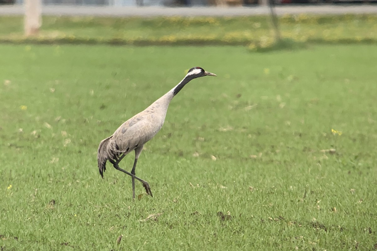 Common Crane - ML347028661