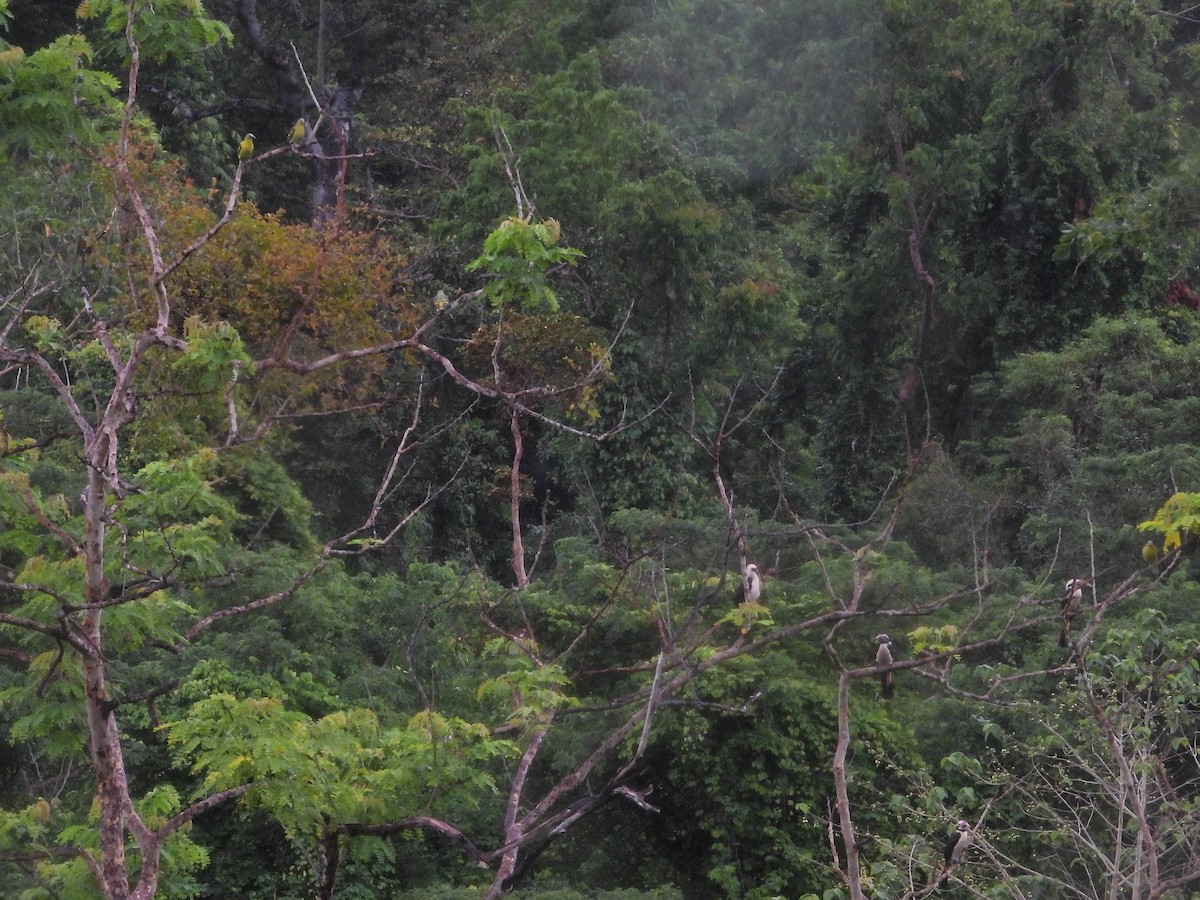 Mindoro Hornbill - ML347028671