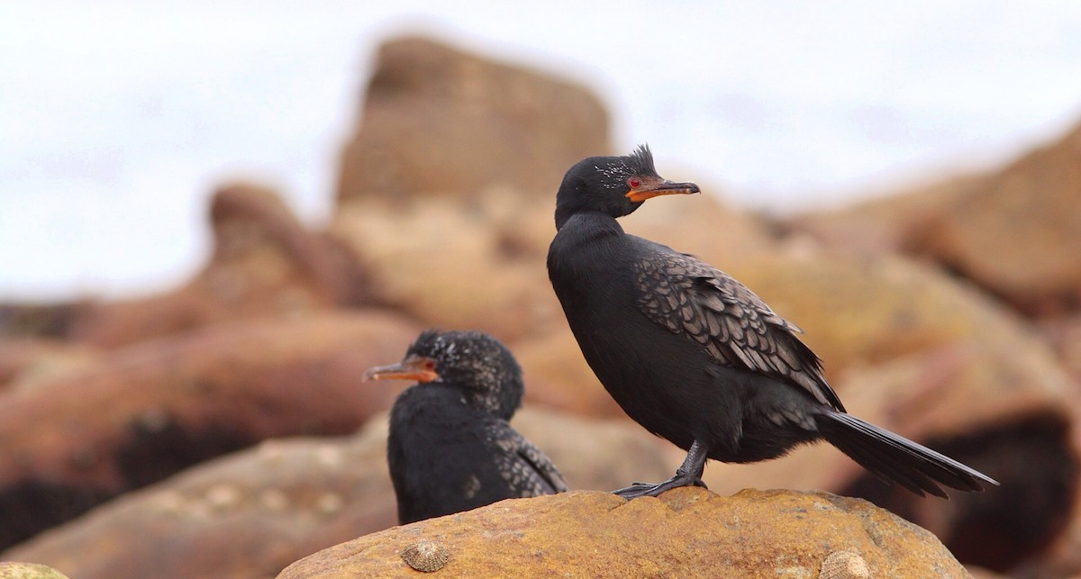 Crowned Cormorant - Anonymous