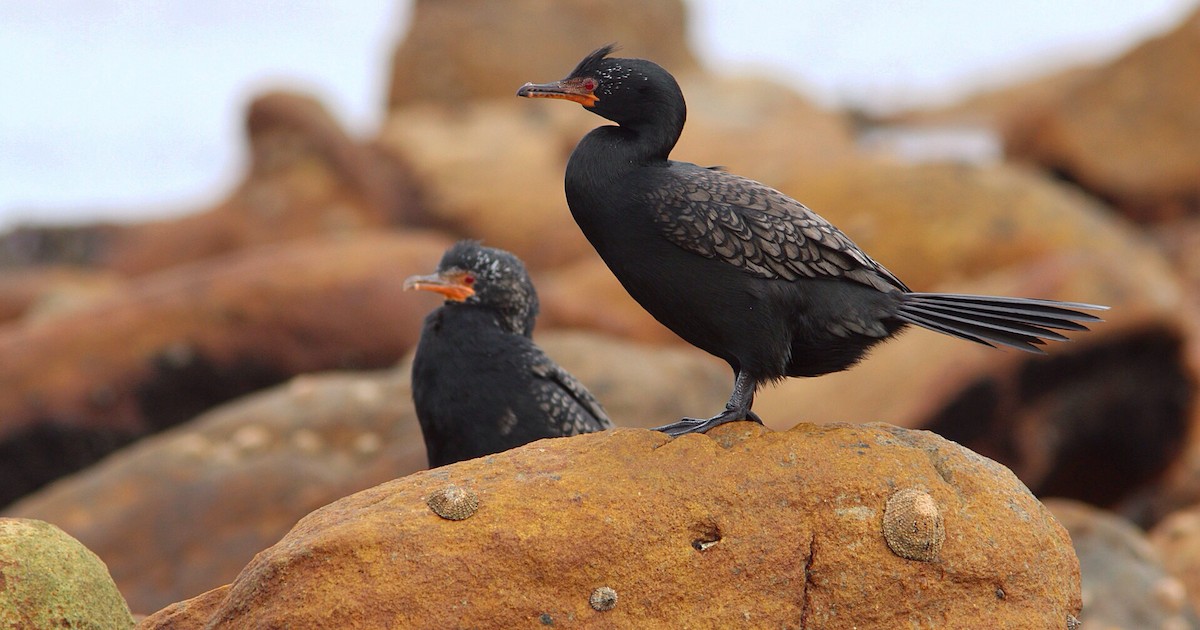 Crowned Cormorant - Anonymous