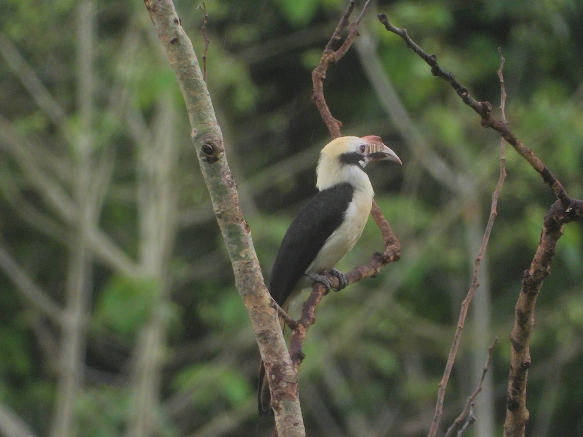 Mindoro Hornbill - Ronet Santos