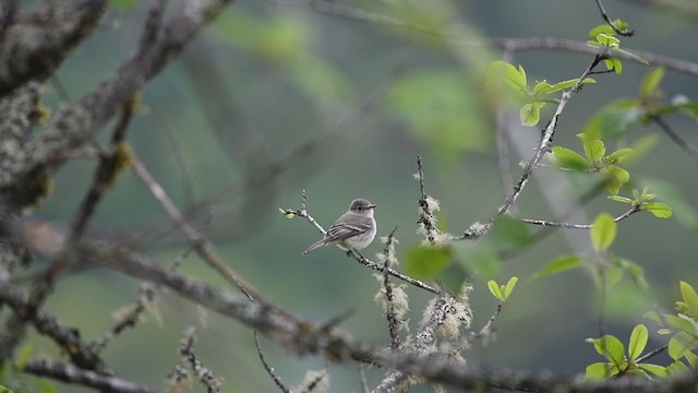 Gray Flycatcher - ML347030141