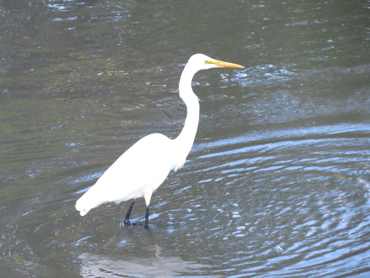 Great Egret - tom cosburn