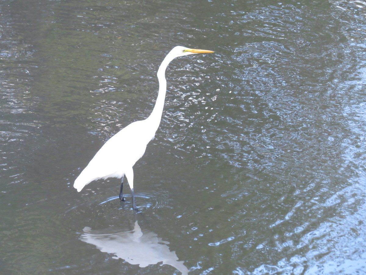 Great Egret - tom cosburn