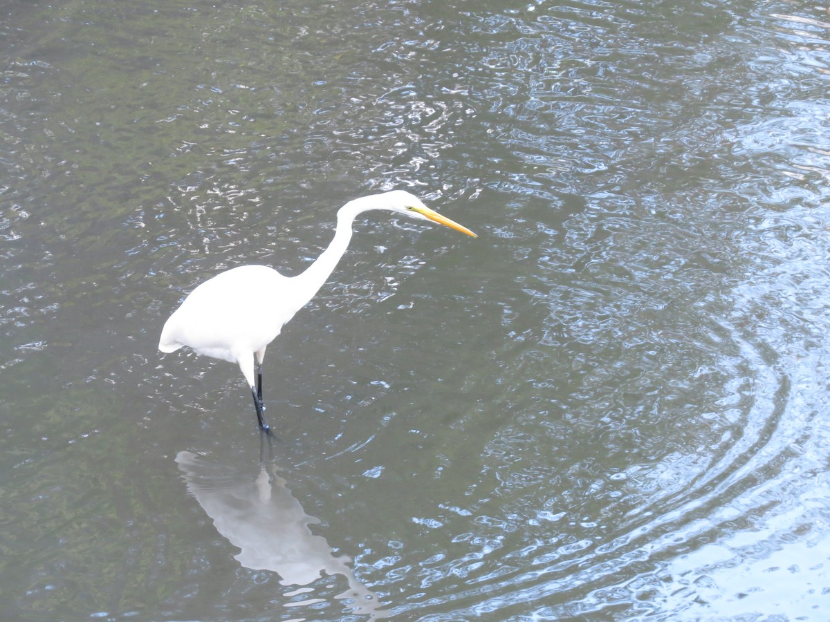 Great Egret - tom cosburn