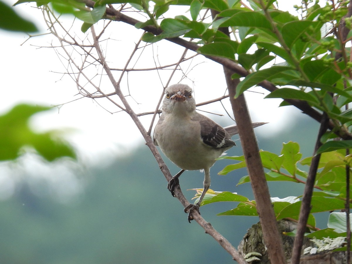 Northern Mockingbird - ML347036341